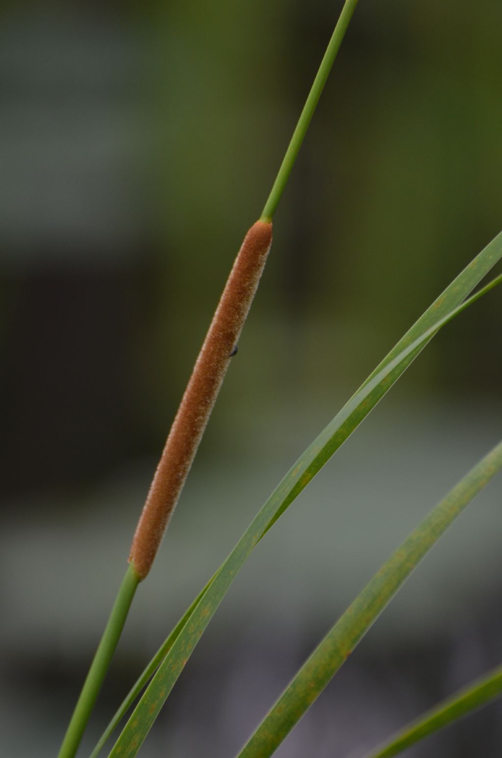 Typha angustifolia oppure T. domingensis